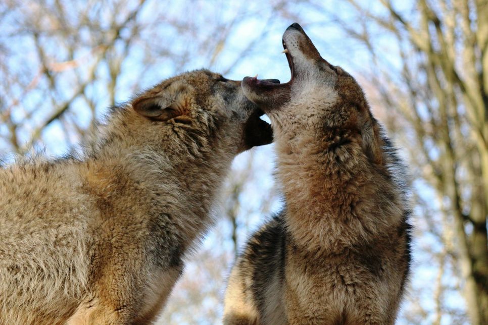 Die Vollmondnacht am 22. April wird zu einem besonderen Erlebnis für Wolf-Fans. Foto: Klaus Görg