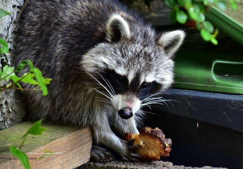 Waschbären streunen bei ihrer Futtersuche durch die Mülltonnen Dedenborns. Fotos: Jean-Louis Glineur