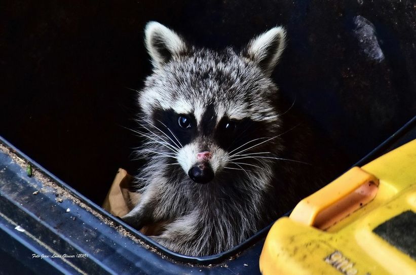 Waschbären streunen bei ihrer Futtersuche durch die Mülltonnen Dedenborns. Fotos: Jean-Louis Glineur