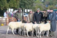 Der Schafmarkt war am Mittwoch angesagt.
