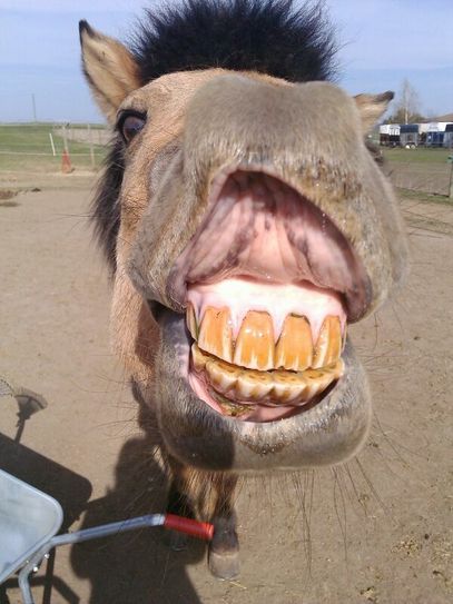 Da lacht das Pferd. Haben Sie vielleicht auch ein Tier, das Zähne zeigt, so wie dieses? Senden Sie uns doch auch Ihre schönsten, verrücktesten oder skurrilsten Fotos von Ihrem Tier.