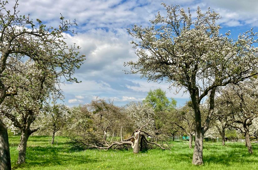 Der Baumbestand im Niederkirchspiel ist überaltert. Etwa 1.500 hochstämmige Obstbäume wurden in den dreißiger Jahren des vorherigen Jahrhunderts gepflanzt und stehen jetzt vor ihrem biologischen Ende. Der Streuobstverein "ProObst" will Ersatz schaffen.