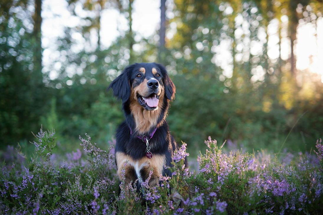 Auch Hunden und Katzen bereiten Pollen oft große Probleme. Foto: TASSO e.V.