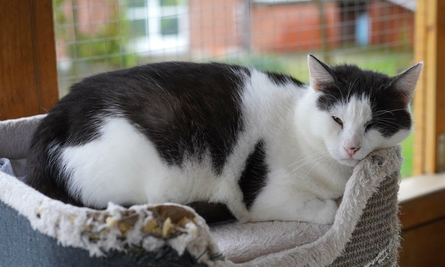 Kater Ron such ein neues Zuhause.