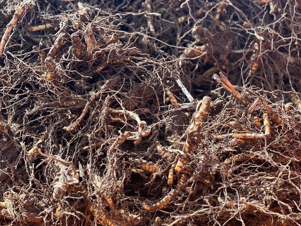 Miscanthus-Rhizome