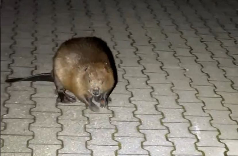 Ein Biber auf Abwegen