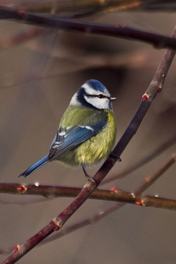 Die Blaumeise wird bei der Stunde der Wintervögel bestimmt dabei sein.