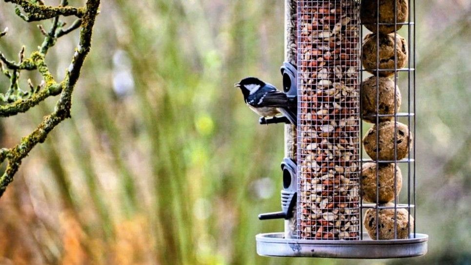 An den Futterstellen lassen sich Vögel auch sehr gut beobachten, hier eine Kohlmeise.