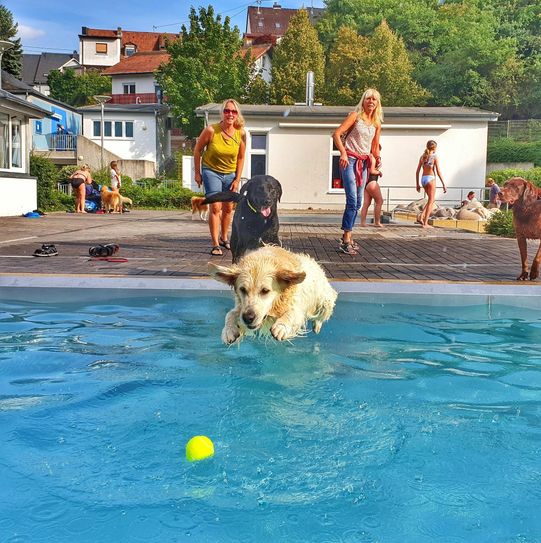 Das beliebte Hundeschwimmen beendet am kommenden Montag die Saison im Kirner Freibad