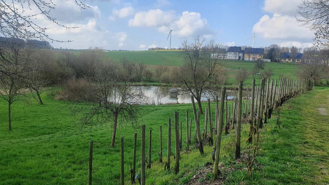 Am Teich bei Laudert, gespeist vom Simmerbach, wird sogar Wein angebaut. Auf dem zweiten Foto sind (v.l.) der Beigeordnete Christian Galle (Kisselbach), Ortsbürgermeister Winfried Erbes (Laudert), Bürgermeister Michael Boos (VG Simmern-Rheinböllen), Bürgermeister Peter Unkel (VG Hunsrück-Mittelrhein), Clemens Henrich (Biotopverein Oberes Simmerbachtal) sowie der Beigeordnete Markus Berlandi (Laudert) zu sehen. (Fotos: TI Hunsrück-Mittelrhein)