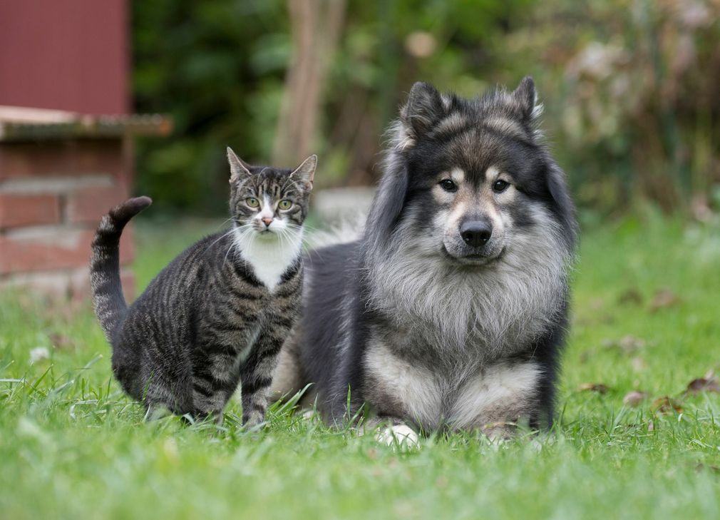 Der Name Luna ist bei Hunden und Katzen sehr beliebt. Foto: TASSO e.V.