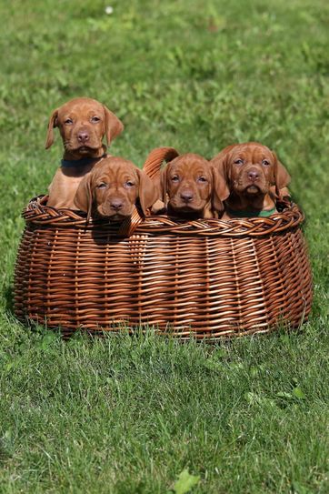 Welpen kauft man nicht im Internet, sondern vor Ort. Foto: Imago/Frank Sorge