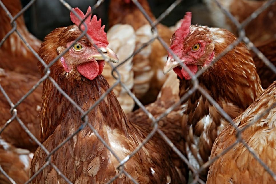 Im Stadtgebiet Euskirchen haben Hühner, Gänse und weiteres Geflügel ab heute keinen Auslauf mehr – sie müssen im Stall bleiben. Foto: zdenet/pixabay