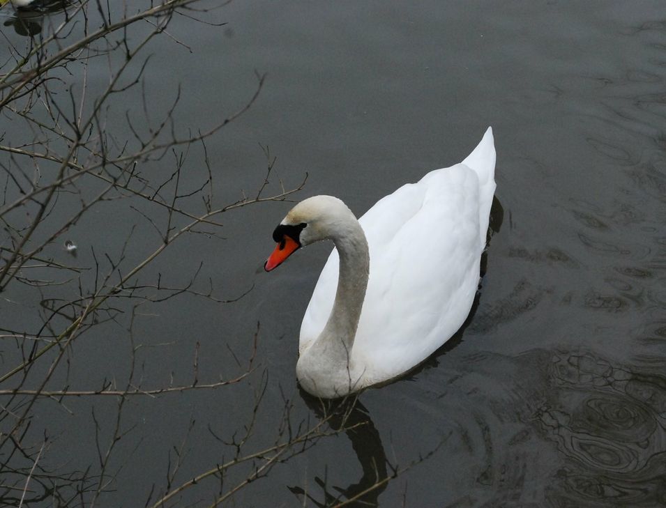 Ein Schwan wurde am Moselufer zwischen Zell und Merl getötet.