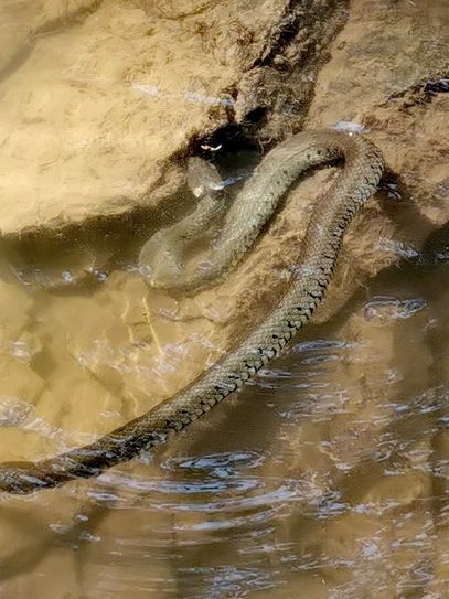Begegnung mit einer Ringelnatter im Elzbach