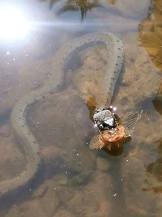 Ringelnatter erbeutet Fisch