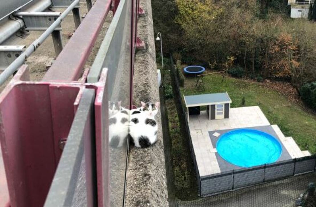 Nicht vor und nicht zurück: Das einjährige Tier musste von Helfern der Bopparder Polizei und der Rhenser Feuerwehr geborgen werden.