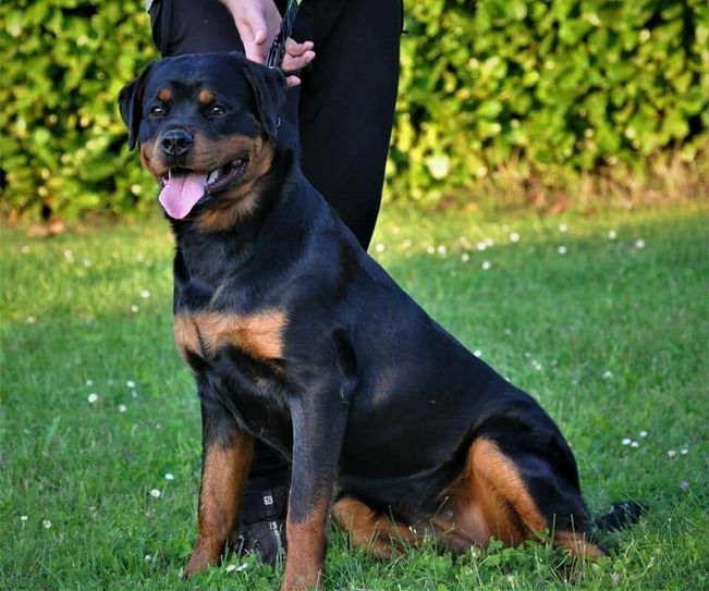 Am Wochenende sind 250 Rottweiler auf dem Sportplatz in Rohren zu sehen.