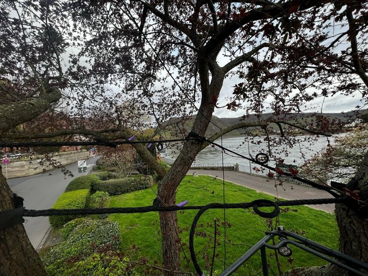 Um den Zierapfel in der Rheinallee zu erhalten, hat ein Fachbetrieb die Baumkrone im Auftrag der Stadt Boppard mit einer Kronensicherung aus Kunstfaserseilen stabilisiert.