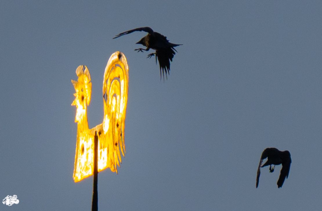 Landung auf dem Wetterhahn