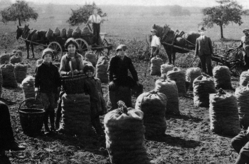 Die Kartoffelernte in der Eifel, 1929.