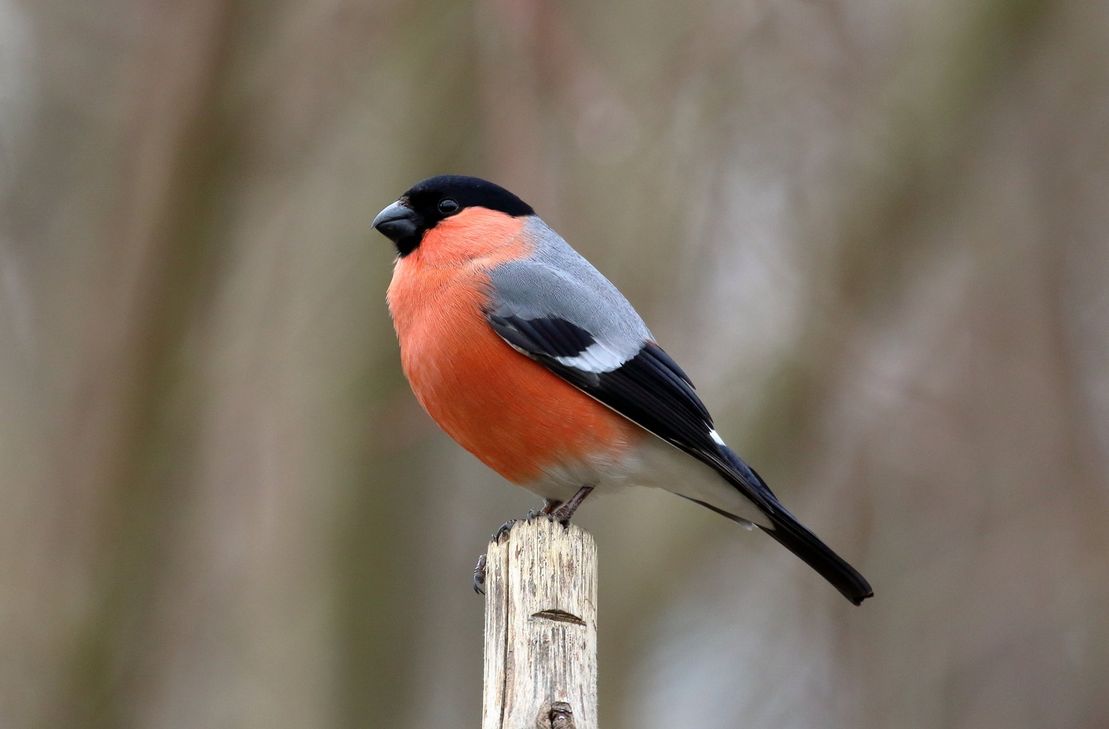 In den nächsten Wochen kann man die Artenvielfalt an Singvögeln entdecken.