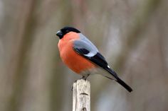 In den nächsten Wochen kann man die Artenvielfalt an Singvögeln entdecken.