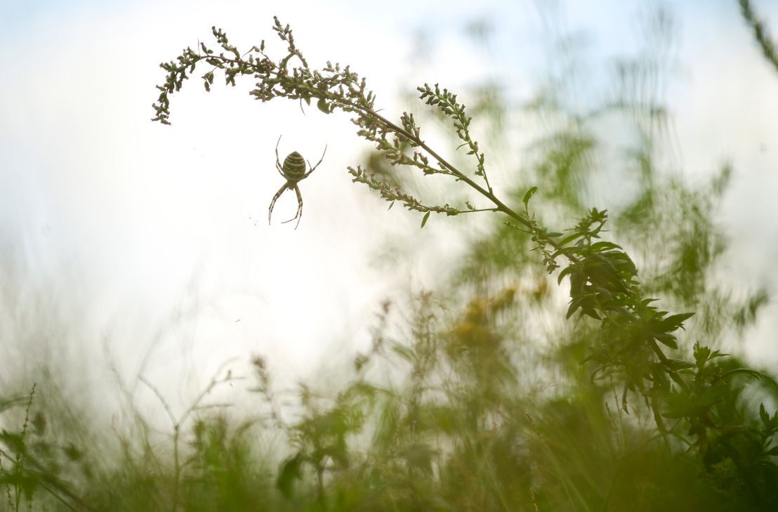 Eine Wespenspinne - erkennbar an der schwarz-gelben Färbung.