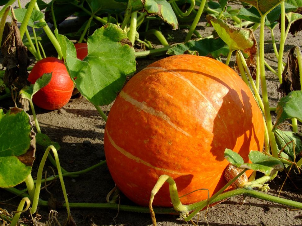Ganz schön schaurig: Steven Oligschläger hat mit seinem meisterhaften Gruselkürbis unseren Wettbewerb gewonnen. Mehr dazu im Text.