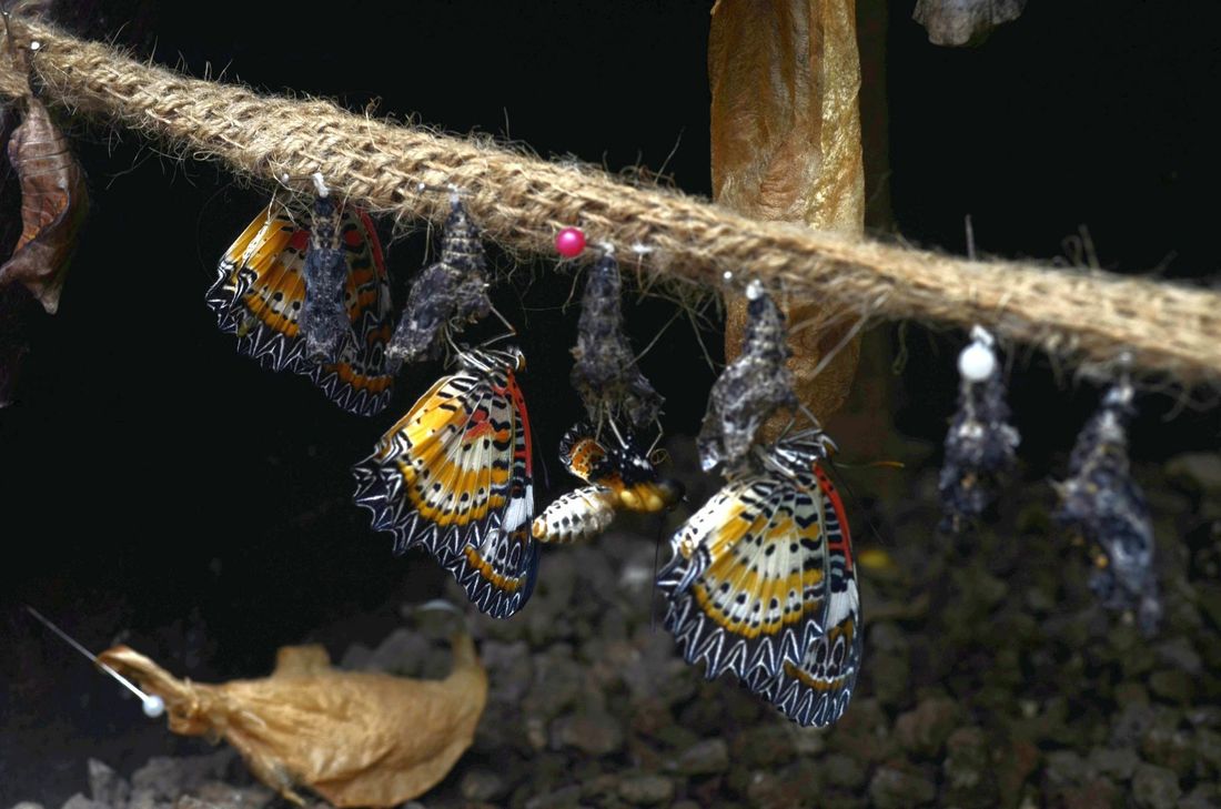 Ein Bild aus der Kinderstube der Schmetterlinge. In der Mitte schlüpft gerade ein Leoparden-Netzflügler und wird bald zu den 40 Arten gehören, die durch den Schmetterlingspark Eifalia flattern. mn-Fotos