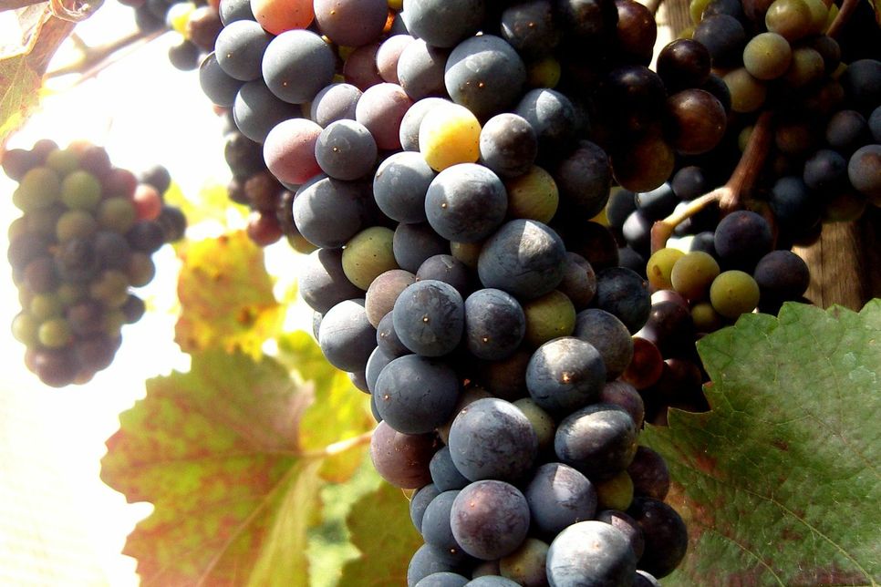 In der vergangenen Woche vom 3 bis 8. Oktober wurden aus einem Weinberg in Wolf in der Lage Am Reitersweg rund 250 Kg Weintrauben (hier ein Symbolfoto) der Rebsorte Blauer Spätburgunder entwendet. Foto: FF