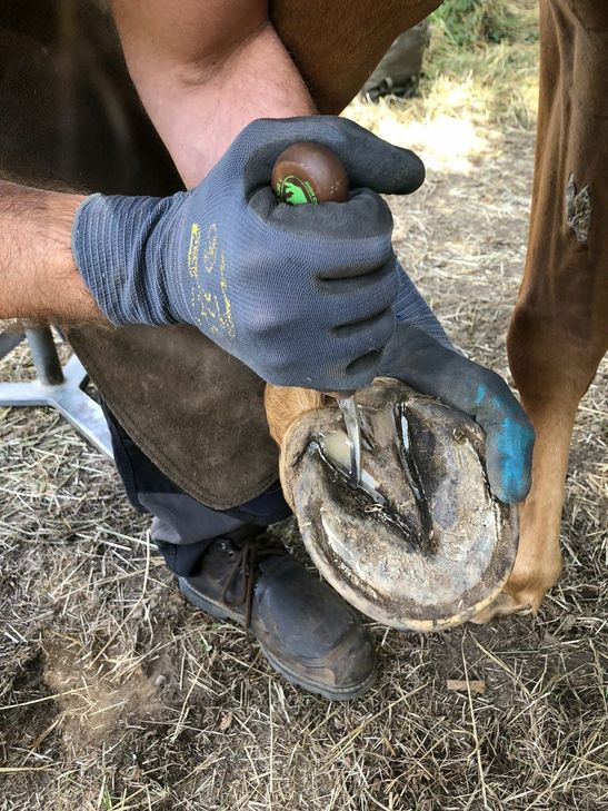 Das Auskratzen des Hufes ist eine tägliche Arbeit des gebürtigen Amerikaners.