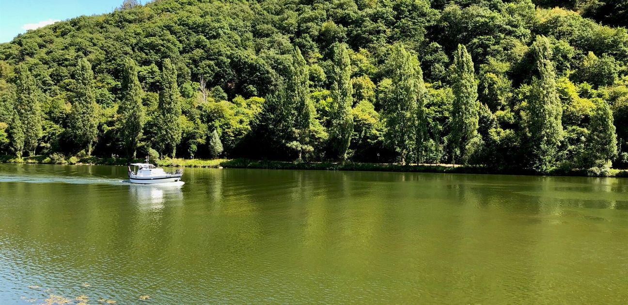 Die Mosel - wie hier bei Klotten - kommt im Moment als grüner Fluss daher.