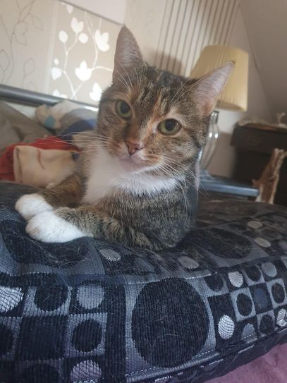 Bella sucht ein neues Zuhause