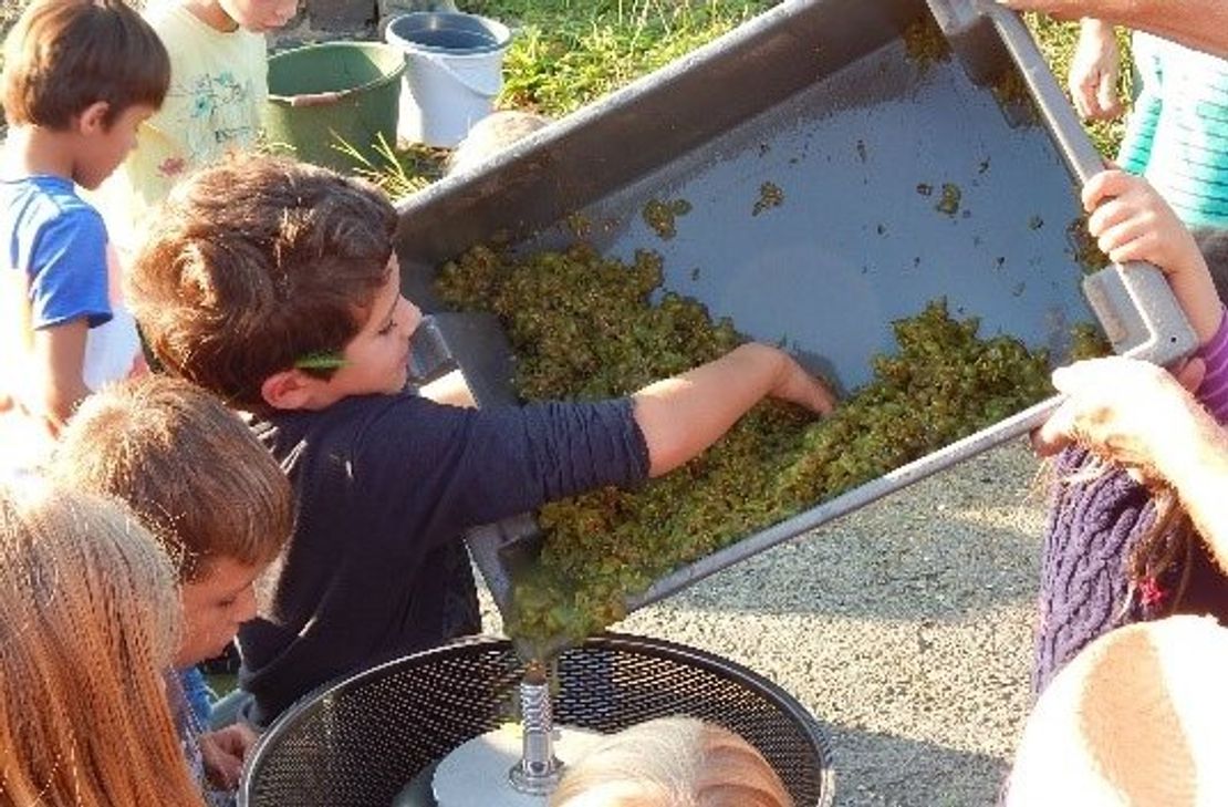 Einfüllen von Trauben in die Kelter - Einblicke in den Weinherstellungsprozess