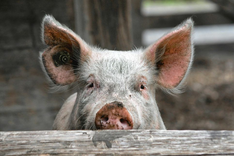 Lange Transport von Schweinen aus der EU in Länder außerhalb sind nicht mehr erlaubt. Symbolfoto: Markus Walti/pixelio.de