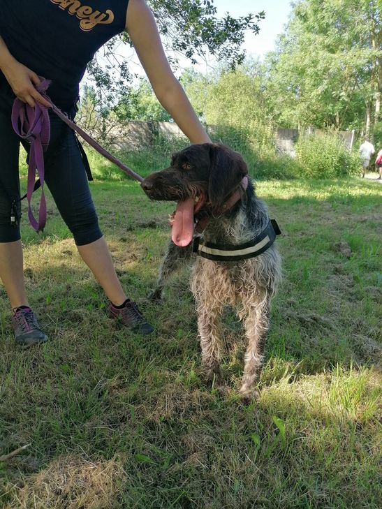 Taucht immer mal wieder im Raum Idar-Oberstein auf und ab: Jagdhund Aramis.