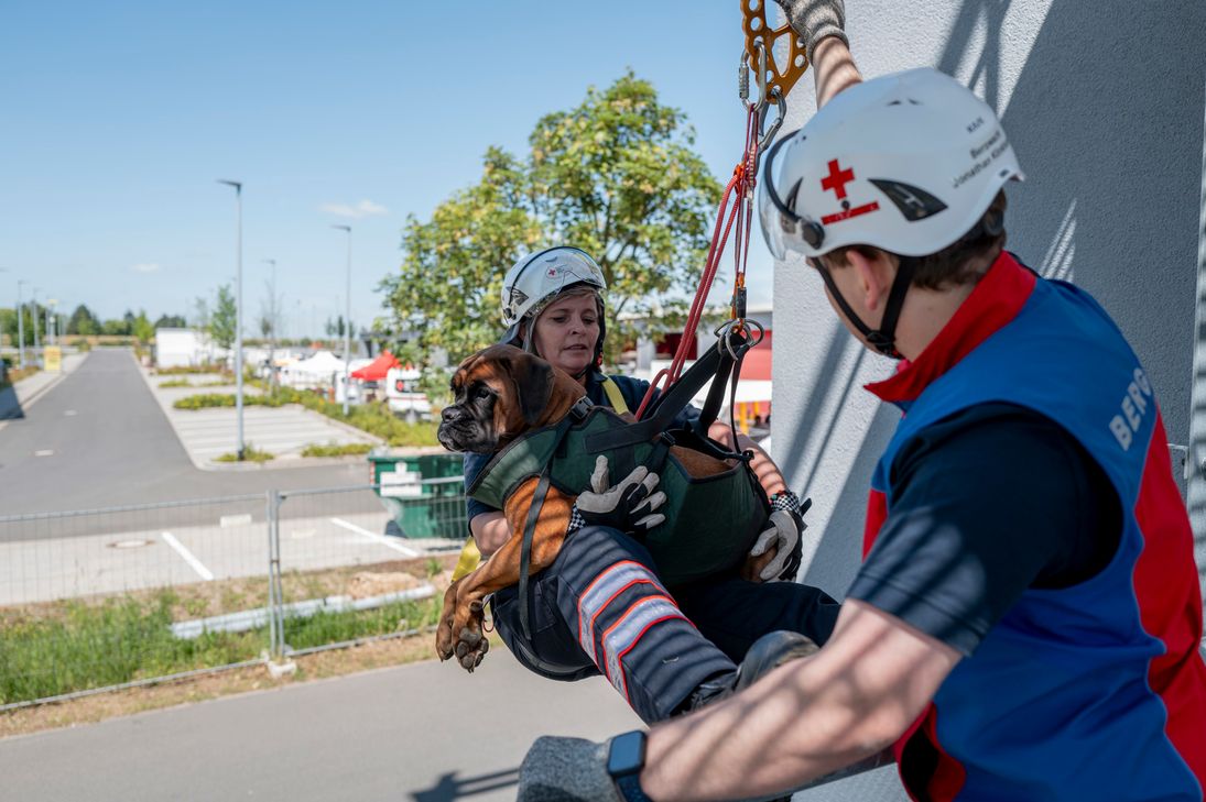 Entspannt liegt der junge Boxer-Rüde Winnie Puuh in den Armen von Karina Boszke während sie im Seil hängt unterstützt von Bergwacht-Leiter Jonathan Klinkhammer.   Foto: Ronald Larmann/pp/Agentur ProfiPress