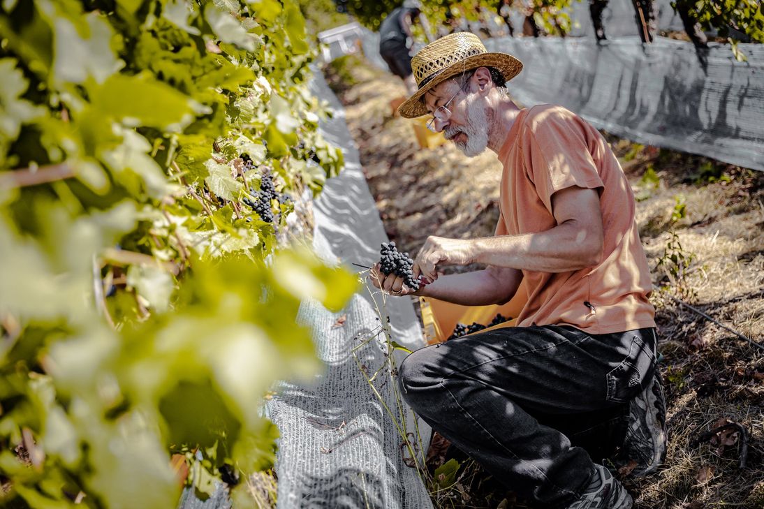 Das Weingut Nelles aus Heimersheim hat an der Landskrone die ersten Frühburgunder-Trauben gelesen.