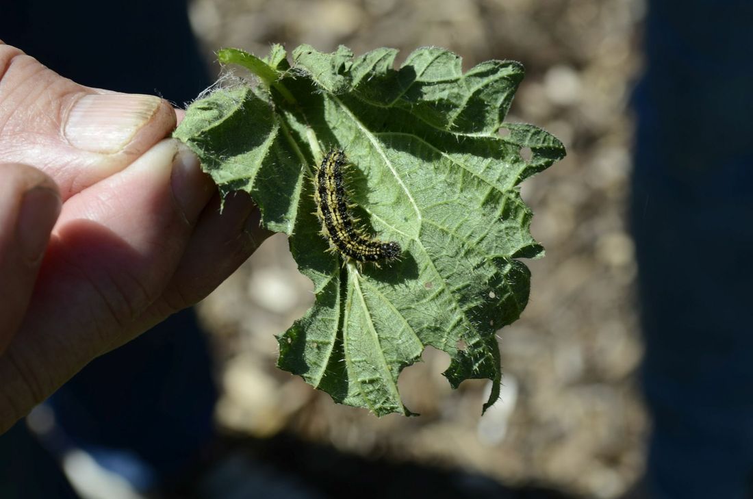 Der »Kleine Fuchs« frisst als Raupe gerne Brennnesseln.