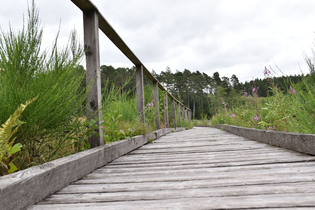 Der Holzsteg des Moorpfads bei Dahlem wird saniert ...