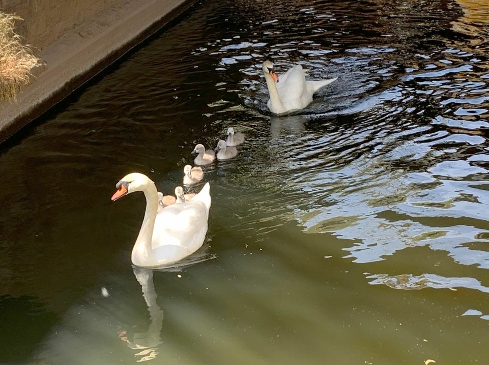 Gerettet: Die Feuerwehr befreite die Schwanfamilie aus einer lebensbedrohlichen Situation.  Foto: Feuerwehr Bad Kreuznach