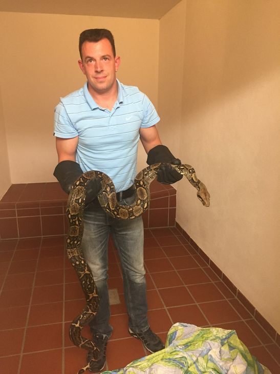 Schlangen-Experte Sascha Schleich mit dem Ungetüm.