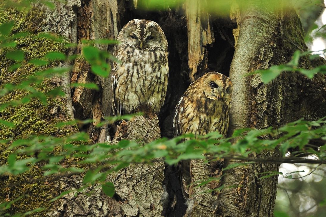 Über bewusst belassene Biotopbäume mit Baumhöhlen freut sich unter anderem der Waldkauz. Foto: Landesforsten.RLP.de / Hansen / Lamour.