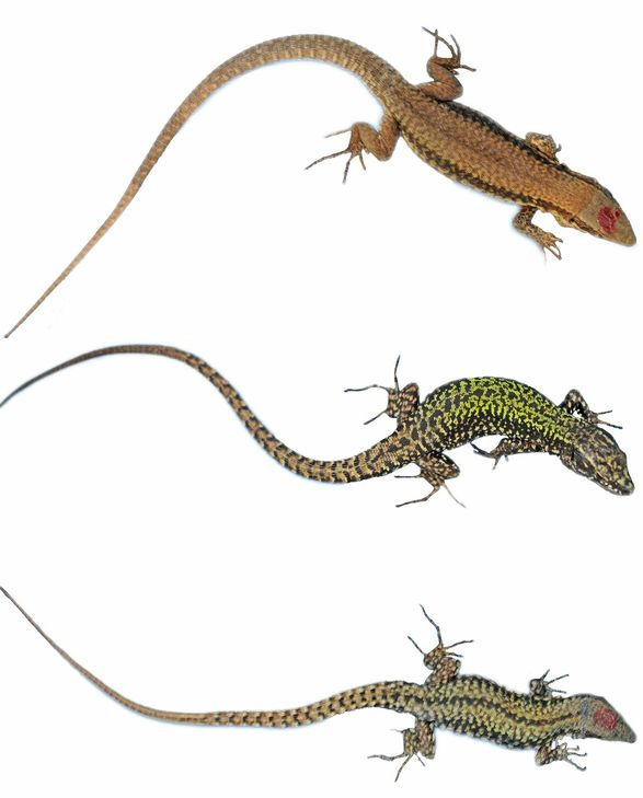 Eidechsen-Männchen vererben das Farbmuster an ihre Nachkommen: die Rückenfärbungen (von oben nach unten) einer heimischen, einer italienischen und einer hybriden Mauereidechse. Mit roten Punkten werden die Eidechsen während der Probenahme markiert, um Doppelfänge derselben Individuen auszuschließen. Foto: Joscha Beninde