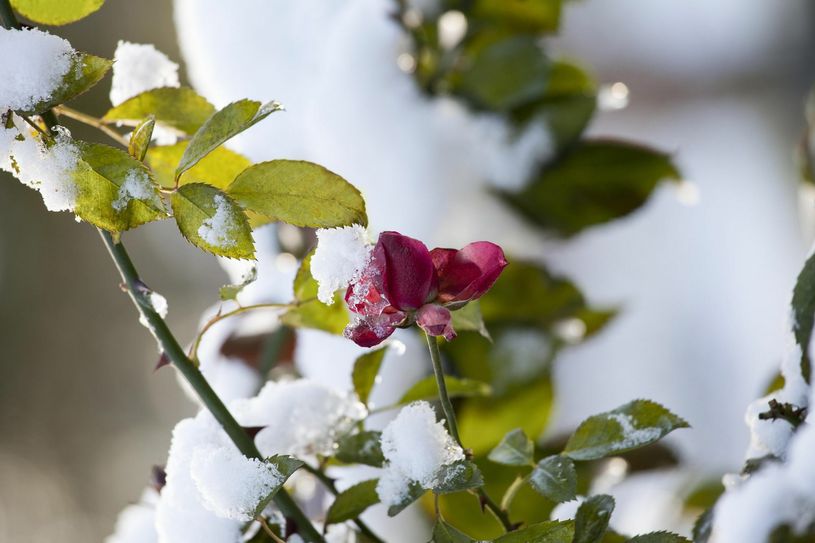 Rosen blühen oft bis zum ersten Schnee. Foto: Blumen – 1000 gute Gründe