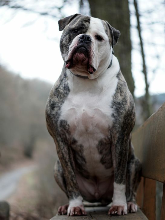 Wer möchte Zeus ein neues Heim geben?