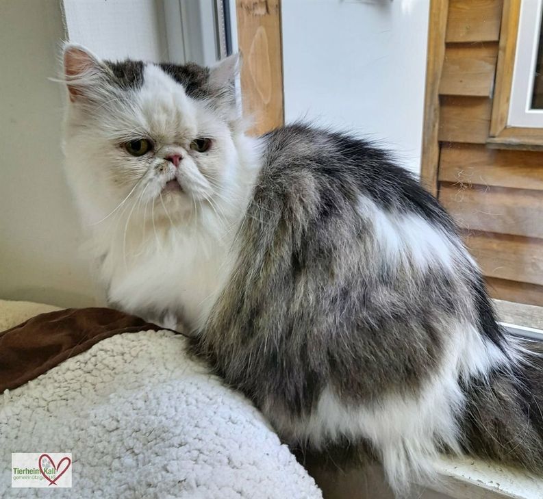 Der Kater Odin.
Foto: Tierheim Kall