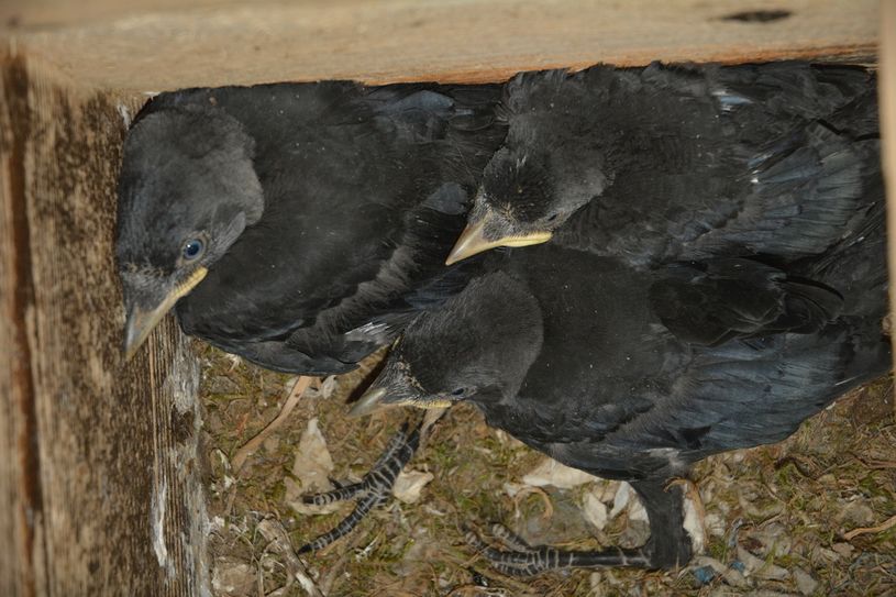 Dohlen-Küken in den NABU-Nistkästen in der Kyllburger Stiftskirche. Foto NABU