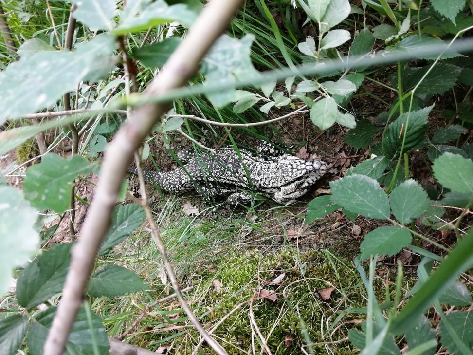 Der Teju ist eine besonders geschützte Tierart. (Foto: Piet Fischer)